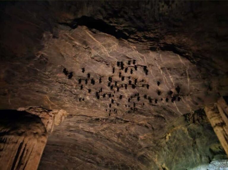 Mangrove Tour 3hour + Beach Swim + Free Lunch - The Logistics: What to Expect