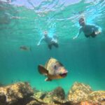 Manly Beach Guided Snorkeling Tours - Who Is This Tour Best For?