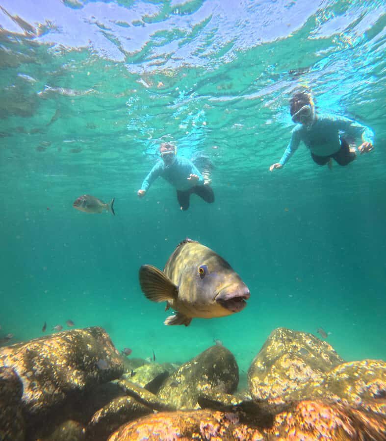 Manly Beach Guided Snorkeling Tours - Who Is This Tour Best For?