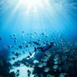 Manly: Beginner Freediving: Breath-Hold & Ocean Exploration - What You Need to Know Before Booking