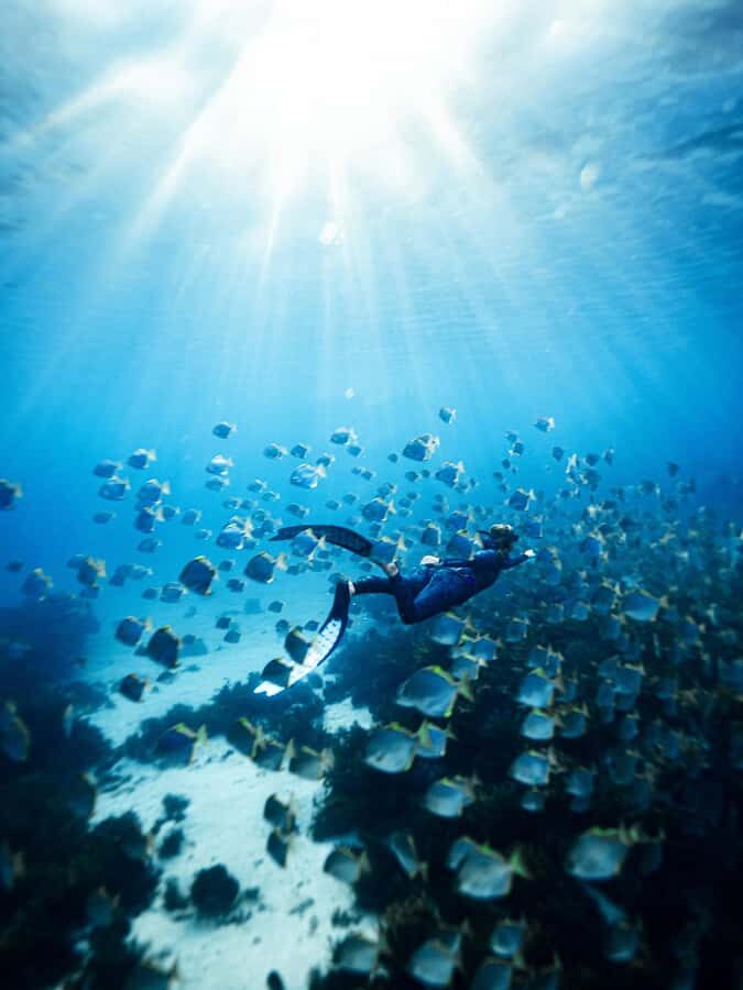 Manly: Beginner Freediving: Breath-Hold & Ocean Exploration - What You Need to Know Before Booking