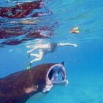 Manta Ray Snorkeling From Bali - Who Should Consider This Tour?