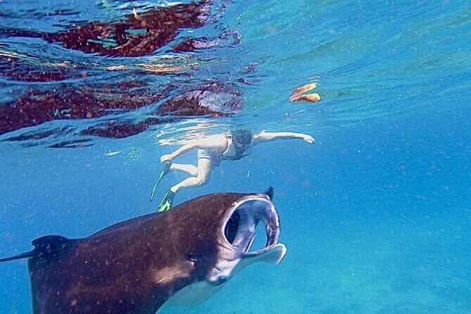 Manta Ray Snorkeling From Bali - Who Should Consider This Tour?