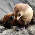 Maria Island 3 hours and 30 mins Scenic Cruise - Detailed Breakdown of the Itinerary