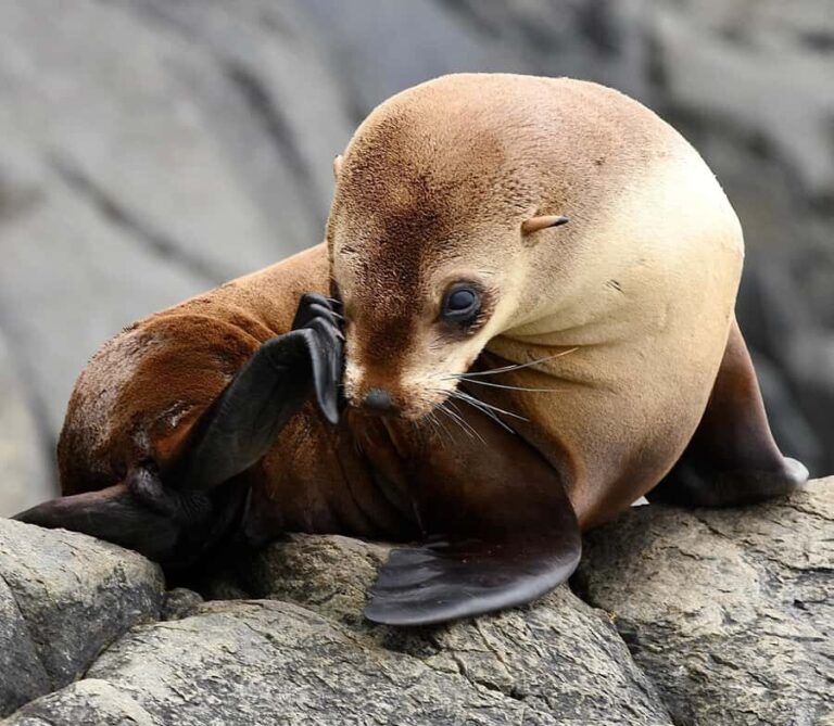 Maria Island 3 hours and 30 mins Scenic Cruise - Detailed Breakdown of the Itinerary