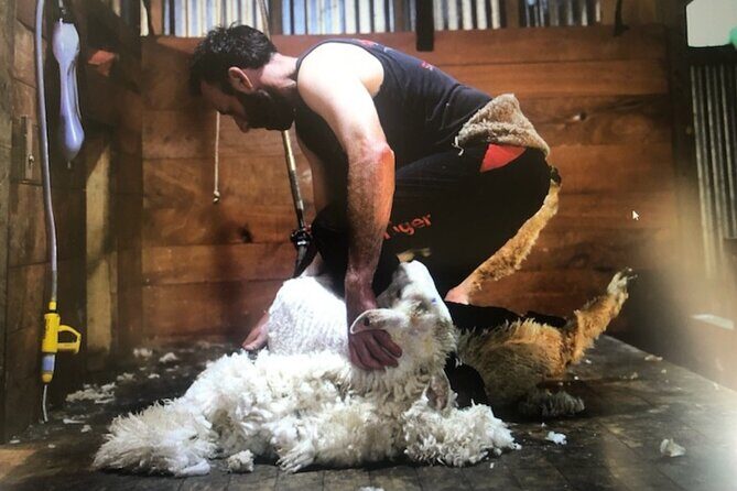 Marlborough Sheep Station Tour with Wine Tasting and Lunch - Final Thoughts: Is This Tour Worth It?