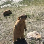 Marvels of Ladakh: Leh to Alchi, Likir and Lamayuru in a Day - Transport and Logistics