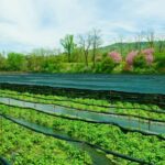 Matsumoto Everything: Castle, Miso, Wasabi, Wine & Ukiyo-e - First Stop: Matsumoto Castle