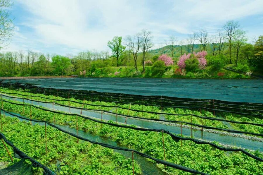 Matsumoto Everything: Castle, Miso, Wasabi, Wine & Ukiyo-e - First Stop: Matsumoto Castle