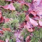 Matsumoto Mt.Hachibuse - An In-Depth Look at the Matsumoto Mt. Hachibuse Tour