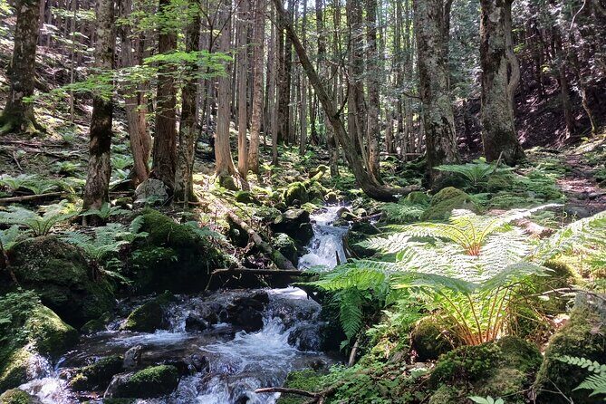 Matsumoto Mt.Hachibuse - Wildlife and Nature Encounters