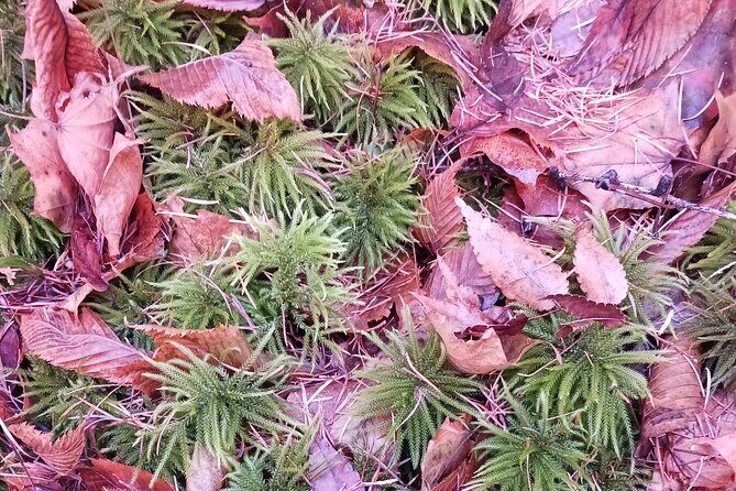 Matsumoto Mt.Hachibuse - An In-Depth Look at the Matsumoto Mt. Hachibuse Tour