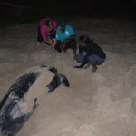 Matura Beach Turtle-Watching Experience - Who Will Love This Tour?