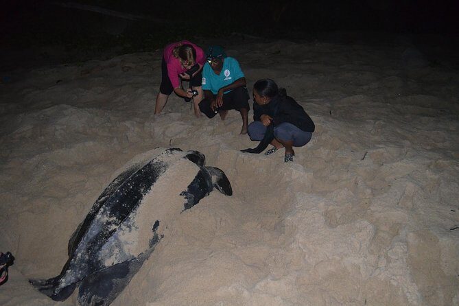 Matura Beach Turtle-Watching Experience - Who Will Love This Tour?