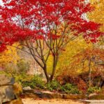 Mayfield Gardens Autumn Tour from Sydney with Echo Point Stop - Analyzing the Value and Practicalities