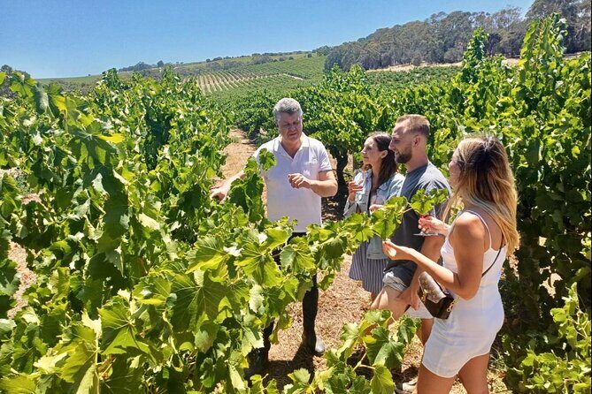 McLaren Vale Small Group Wine Tour inc d'Arenberg Cube & lunch - What Makes This Tour Stand Out?