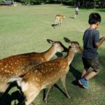 Meet the Deer Discover the Buddha in Nara With a Private Car - Nara Park and the Bowing Deer