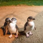 Melbourne: Boutique Phillip Island Wine, Dine & Penguin Tour - Final Thoughts: Who Is This Tour Perfect For?