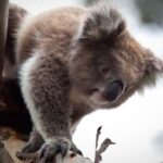 Melbourne: Moonlit Sanctuary and Brighton Beach Boxes Tour - Exploring the Itinerary in Detail