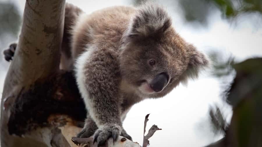 Melbourne: Moonlit Sanctuary and Brighton Beach Boxes Tour - Exploring the Itinerary in Detail