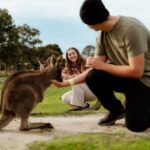 Melbourne: Penguin Parade , Koala & Brighton Bathing Boxes - Transportation, Timing, and Group Dynamics