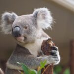 Melbourne Phillip Island 1 Day Tour - What’s Included and What’s Not