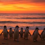Melbourne Phillip Island Penguin Parade Private Tour -Pickup incl - The Nobbies Centre