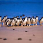 Melbourne: Phillip Island Penguins, Koalas & Hike Tour - The Practicalities: What Makes This Tour Stand Out?