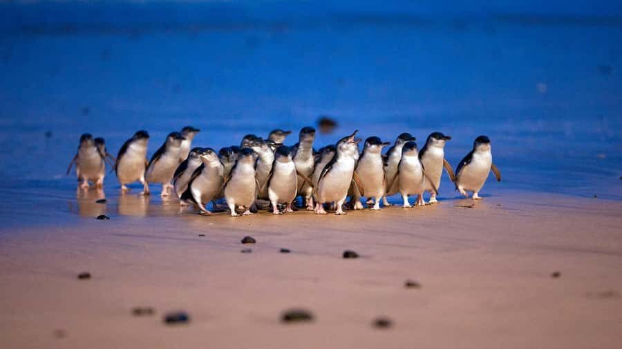 Melbourne: Phillip Island Penguins, Koalas & Hike Tour - The Practicalities: What Makes This Tour Stand Out?