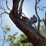 Melbourne: Phillip Island Private Tour, Penguin and Koala - Practical Details and Value