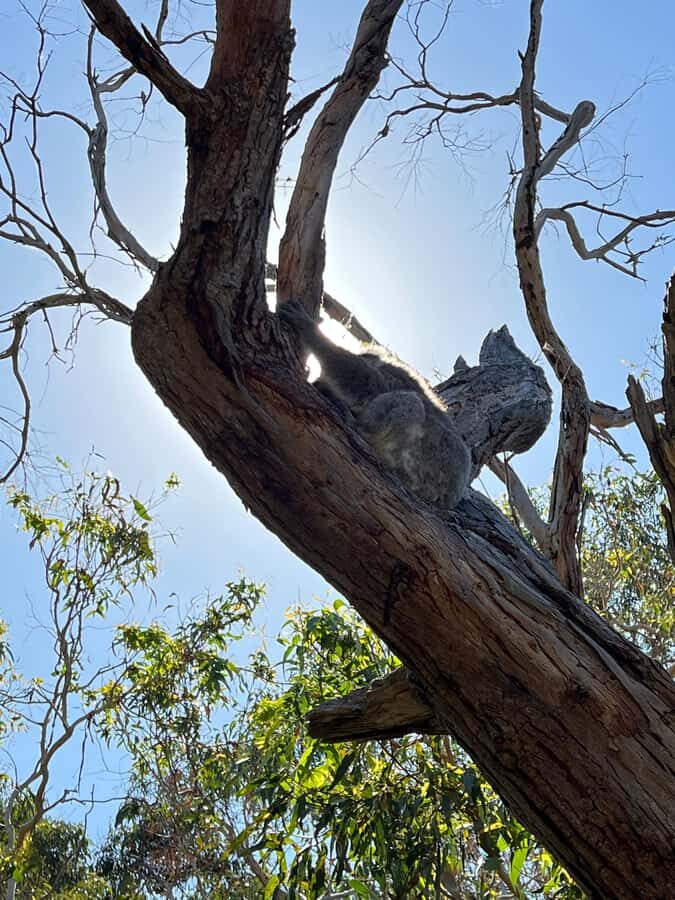 Melbourne: Phillip Island Private Tour, Penguin and Koala - Practical Details and Value