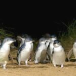 Melbourne: Phillip Island Private Tour with Penguin Parade - An In-Depth Look at the Tour Experience