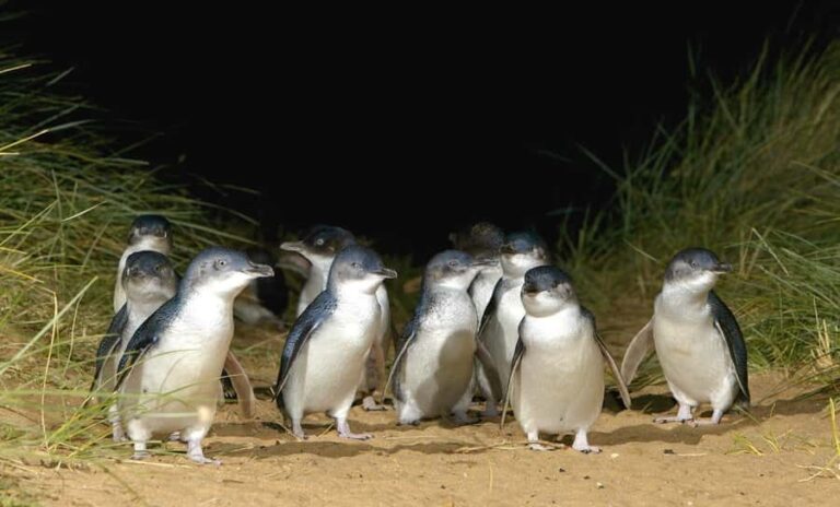 Melbourne: Phillip Island Private Tour with Penguin Parade - An In-Depth Look at the Tour Experience