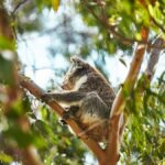 Melbourne: Phillip Island Private Trip, Penguin and Wildlife - A Detailed Breakdown of the Itinerary
