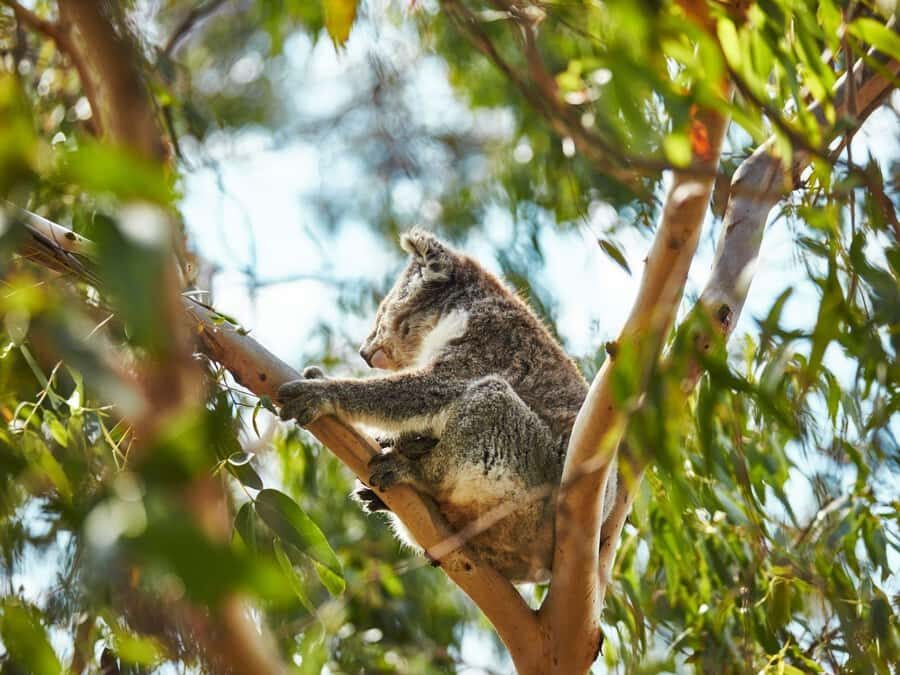 Melbourne: Phillip Island Private Trip, Penguin and Wildlife - A Detailed Breakdown of the Itinerary
