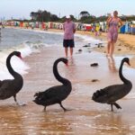 Melbourne Private Guided City Highlights Tour - A Closer Look at What to Expect