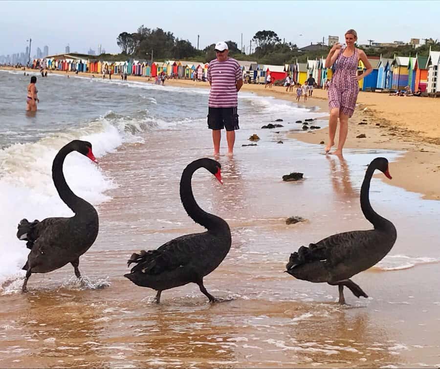 Melbourne Private Guided City Highlights Tour - A Closer Look at What to Expect