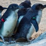 Melbourne Private Penguins Koalas TOUR-Melbourne City Tour JEWELS - An Impressive Itinerary Designed for Comfort and Variety