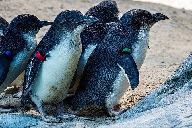 Melbourne Private Penguins Koalas TOUR-Melbourne City Tour JEWELS - An Impressive Itinerary Designed for Comfort and Variety