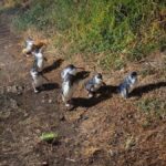 Melbourne: Puffing Billy Train and Penguin Island Day Tour - What’s Included and How It Works