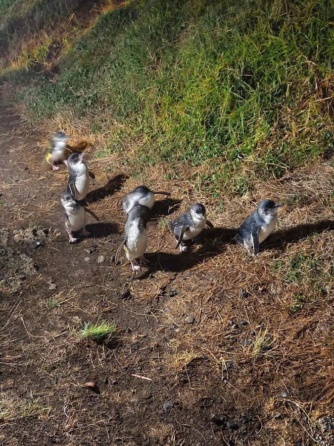 Melbourne: Puffing Billy Train and Penguin Island Day Tour - What’s Included and How It Works