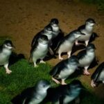 Melbourne: Puffing Billy Train & Penguin Island Excursion - Analyzing the Value and Experience