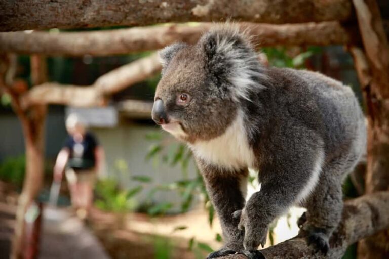 Melbourne Zoo: Australian Wildlife Experience Ticket - Practical Details and Considerations