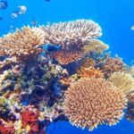 Menjangan Island: Scuba Diving Trip with Lunch - What Makes This Tour Stand Out