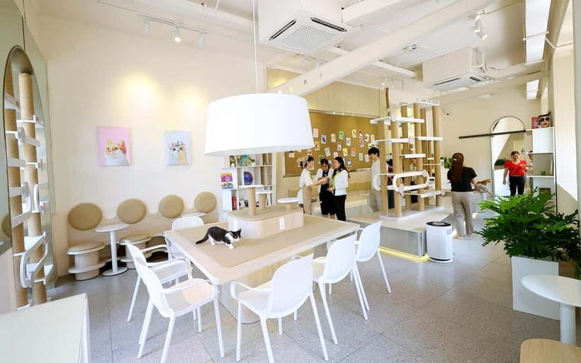 Méo Meo Cat Cafe in Center of Saigon - A Closer Look at the Experience