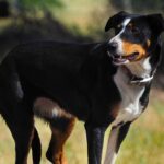 Merino Farm Experience - Is This Tour Worth It?