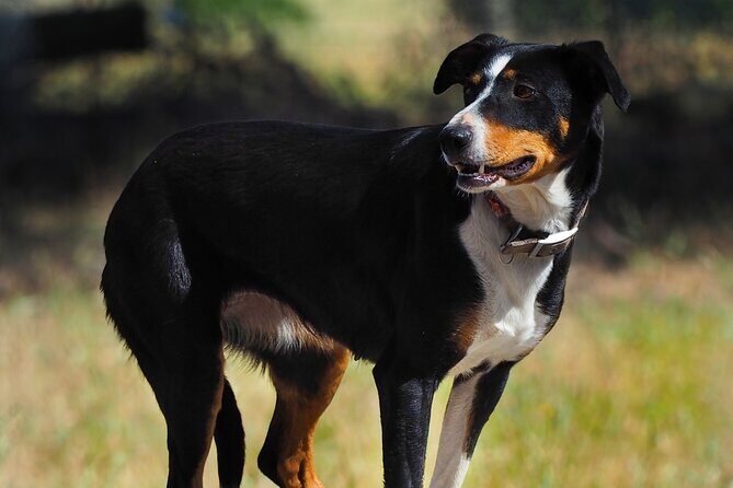 Merino Farm Experience - Is This Tour Worth It?