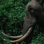 Mesmerizing Munnar: A Journey Through Paradise - Mattupetty Dam: Scenic Views and Wildlife