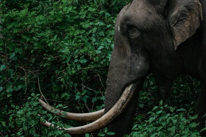 Mesmerizing Munnar: A Journey Through Paradise - Mattupetty Dam: Scenic Views and Wildlife