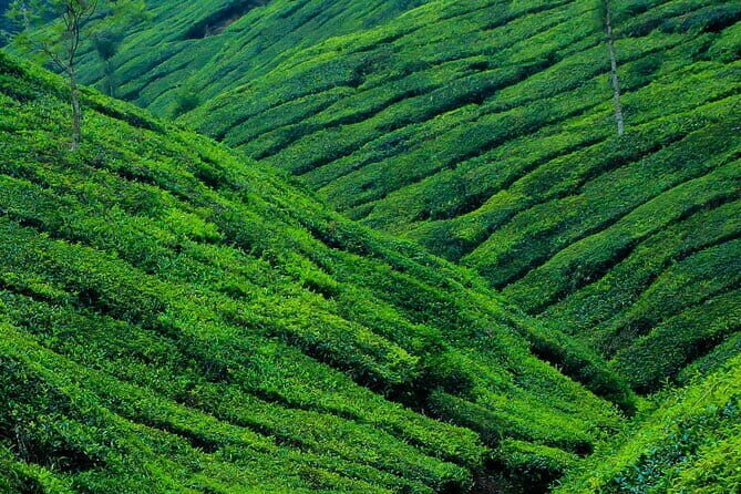 Mesmerizing Munnar: A Journey Through Paradise - Who is This Tour Best For?